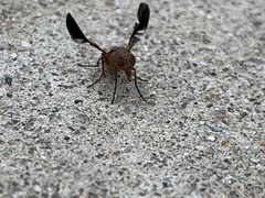 Delphinia picta