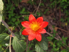 Dahlia coccinea