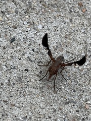 Delphinia picta