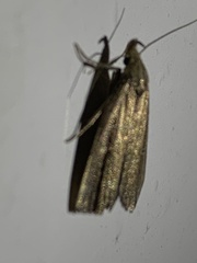 Macrochilo orciferalis