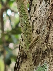 Draco melanopogon