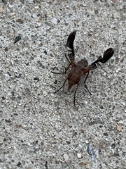 Delphinia picta