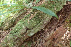 Plagiochila