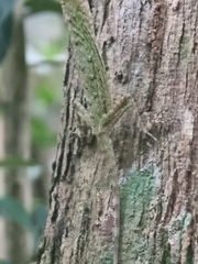 Draco melanopogon