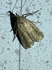 Macrochilo orciferalis