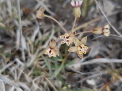 Asclepias senecionifolia
