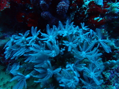 Clavularia