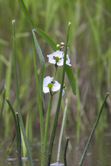 Sagittaria