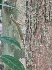 Draco melanopogon