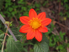 Dahlia coccinea