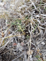Asclepias senecionifolia