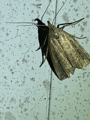 Macrochilo orciferalis