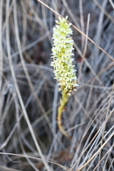 Platanthera elegans