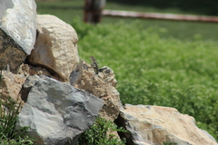 Sceloporus spinosus
