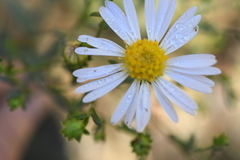 Symphyotrichum chilense
