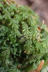 Plagiochila