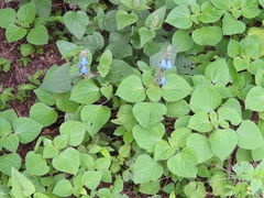 Salvia amarissima