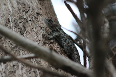 Sceloporus olivaceus