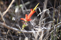 Castilleja affinis