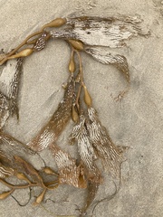 Macrocystis pyrifera