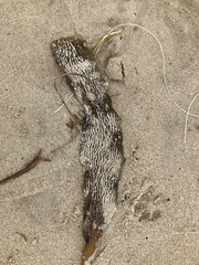 Macrocystis pyrifera