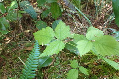 Rubus spectabilis