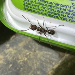 Ectatomma tuberculatum