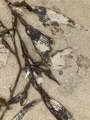 Macrocystis pyrifera