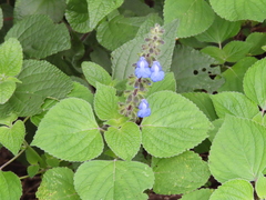 Salvia amarissima