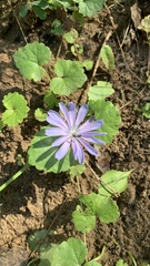 Cichorium intybus