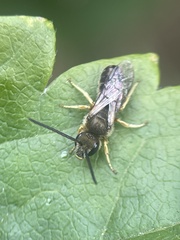 Halictus rubicundus