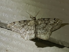 Hypagyrtis piniata