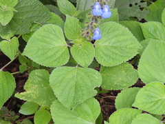 Salvia amarissima