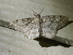 Hypagyrtis piniata