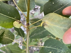 Pemphigus populicaulis