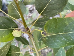 Pemphigus populicaulis