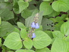Salvia amarissima