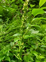 Platanthera