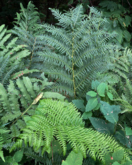 Athyrium