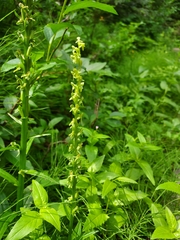 Platanthera
