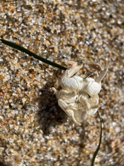 Emerita analoga