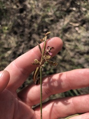 Alternanthera denticulata