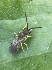 Halictus rubicundus