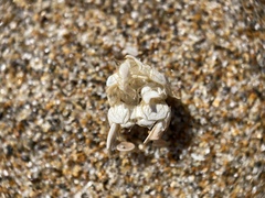Emerita analoga