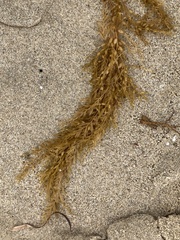 Sargassum horneri