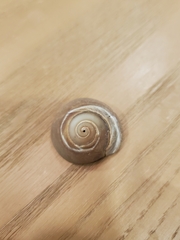 Neverita duplicata