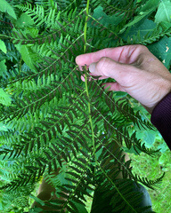 Athyrium