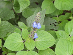 Salvia amarissima