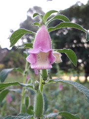 Sesamum indicum
