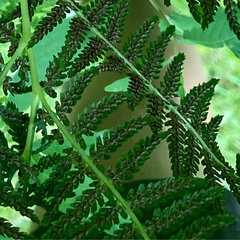Athyrium